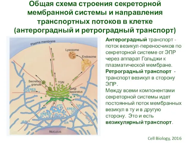 Общая схема строения секреторной мембранной системы и направления транспортных потоков в клетке