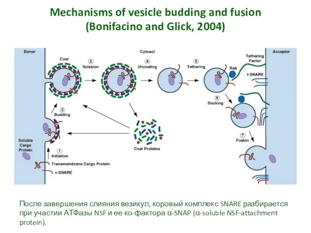 Mechanisms of vesicle budding and fusion (Bonifacino and Glick, 2004) После завершения