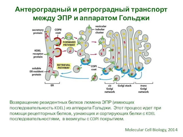 Антероградный и ретроградный транспорт между ЭПР и аппаратом Гольджи Molecular Cell Biology,