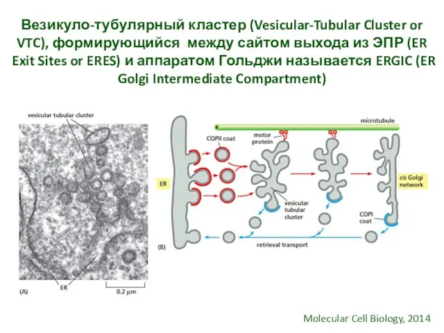 Везикуло-тубулярный кластер (Vesicular-Tubular Cluster or VTC), формирующийся между сайтом выхода из ЭПР
