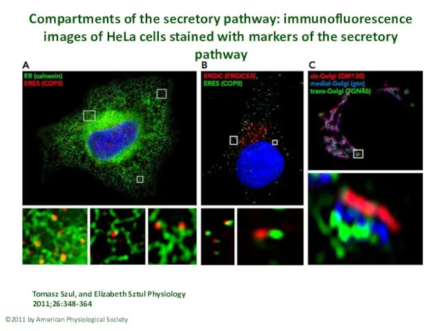 Compartments of the secretory pathway: immunofluorescence images of HeLa cells stained with