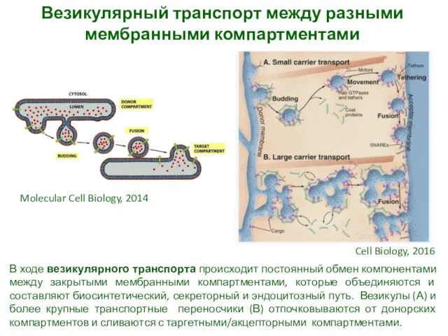 Везикулярный транспорт между разными мембранными компартментами В ходе везикулярного транспорта происходит постоянный