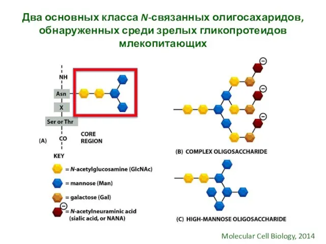 Два основных класса N-связанных олигосахаридов, обнаруженных среди зрелых гликопротеидов млекопитающих Molecular Cell Biology, 2014