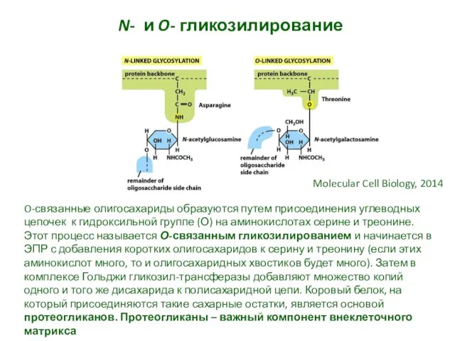 N- и O- гликозилирование Molecular Cell Biology, 2014 O-связанные олигосахариды образуются путем