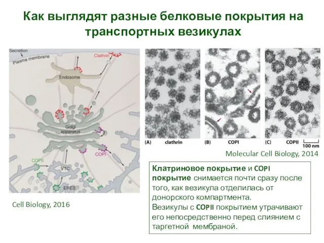 Как выглядят разные белковые покрытия на транспортных везикулах Molecular Cell Biology, 2014