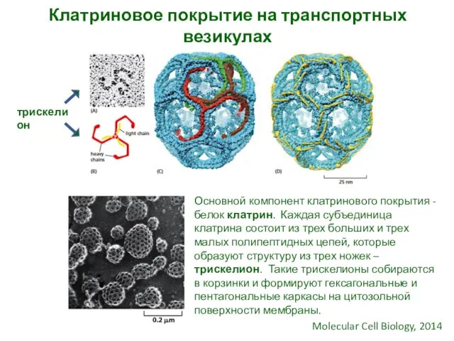 Клатриновое покрытие на транспортных везикулах Molecular Cell Biology, 2014 Основной компонент клатринового