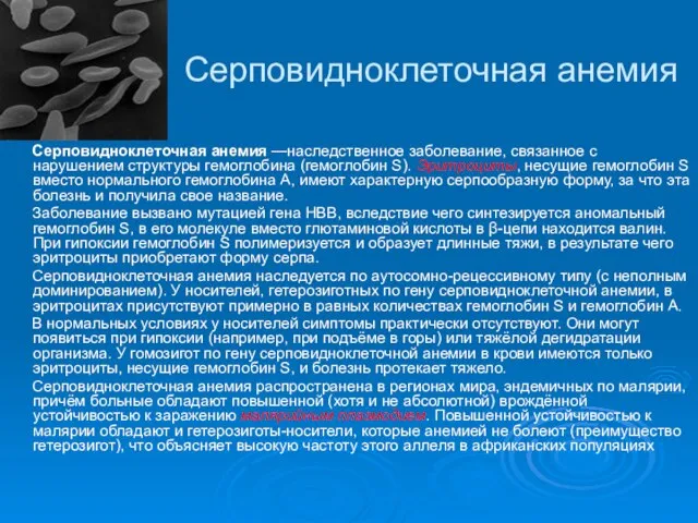 Cерповидноклеточная анемия Серповидноклеточная анемия —наследственное заболевание, связанное с нарушением структуры гемоглобина (гемоглобин