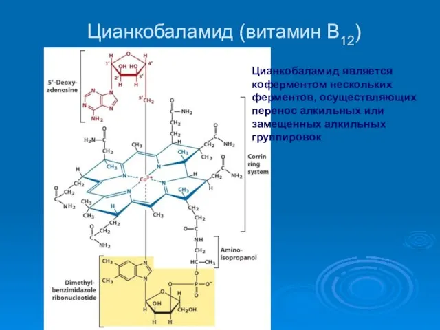 Цианкобаламид (витамин В12) Цианкобаламид является коферментом нескольких ферментов, осуществляющих перенос алкильных или замещенных алкильных группировок