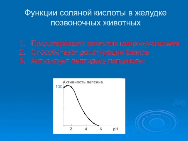 Функции соляной кислоты в желудке позвоночных животных Предотвращает развитие микроорганизмов Способствует денатурации