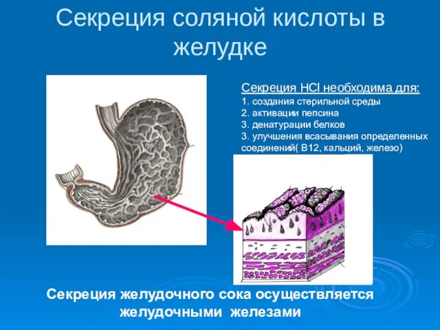 Секреция соляной кислоты в желудке Секреция желудочного сока осуществляется желудочными железами Секреция