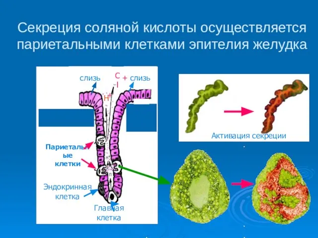 Секреция соляной кислоты осуществляется париетальными клетками эпителия желудка слизь слизь Париетальные клетки