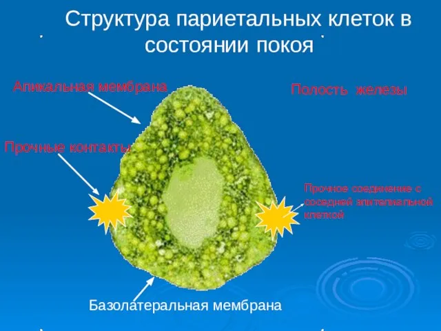 Структура париетальных клеток в состоянии покоя Базолатеральная мембрана Апикальная мембрана Прочные контакты