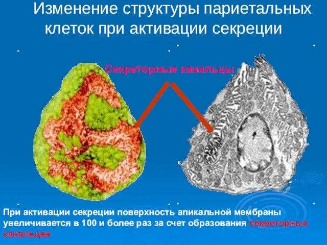 Изменение структуры париетальных клеток при активации секреции Секреторные канальцы При активации секреции