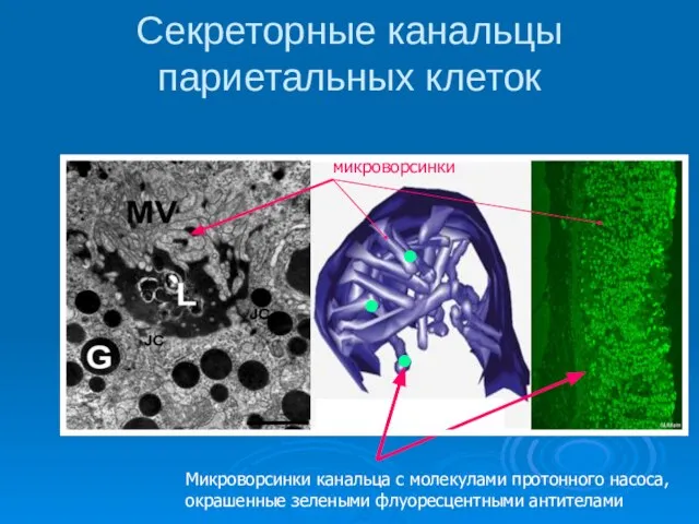 Секреторные канальцы париетальных клеток микроворсинки Микроворсинки канальца с молекулами протонного насоса, окрашенные зелеными флуоресцентными антителами