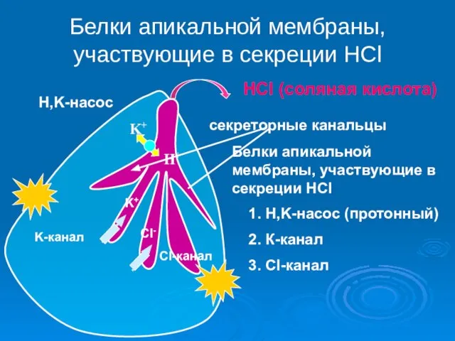 Белки апикальной мембраны, участвующие в секреции HCl секреторные канальцы HCl (соляная кислота)