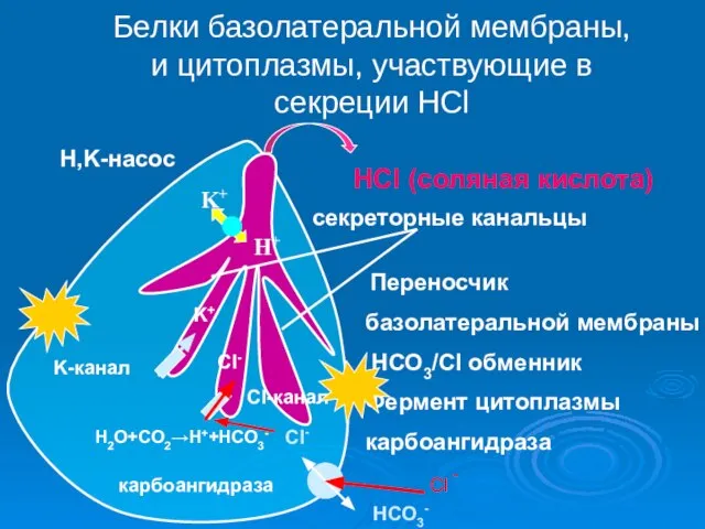 Белки базолатеральной мембраны, и цитоплазмы, участвующие в секреции HCl секреторные канальцы HCl