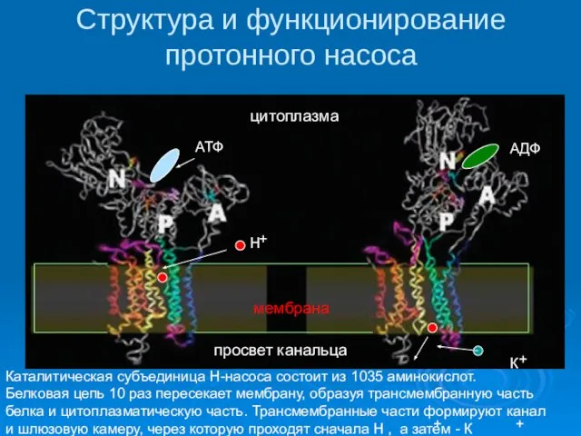 Структура и функционирование протонного насоса H + К + цитоплазма мембрана АТФ