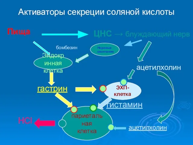 Активаторы секреции соляной кислоты Пища ЦНС → блуждающий нерв Эндокринная клетка гастрин