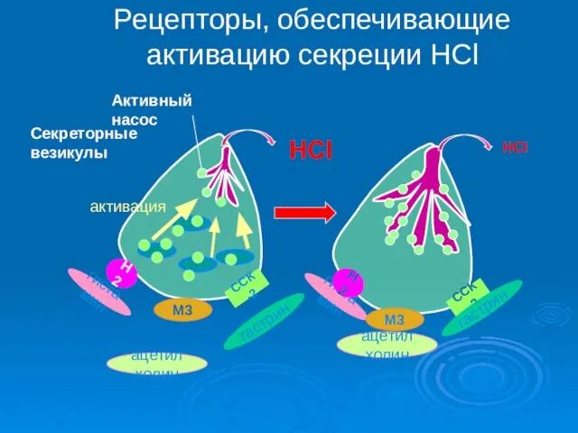 Рецепторы, обеспечивающие активацию секреции НСl М3 Н2 ССК-2 Активный насос гистамин ацетилхолин