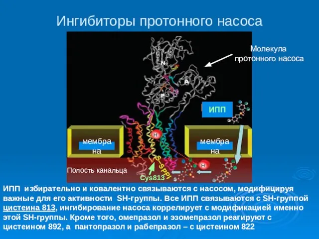 Ингибиторы протонного насоса ИПП избирательно и ковалентно связываются с насосом, модифицируя важные