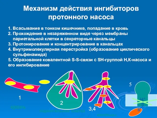 Механизм действия ингибиторов протонного насоса 1. Всасывание в тонком кишечнике, попадание в