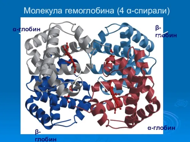 Молекула гемоглобина (4 α-спирали) α-глобин β-глобин гем α-глобин β-глобин