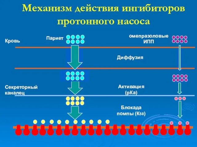 Кровь Секреторный каналец Диффузия Активация (рКа) Блокада помпы (К50) Париет омепразоловые ИПП