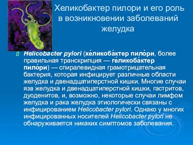 Хеликобактер пилори и его роль в возникновении заболеваний желудка Helicobacter pylori (хе́ликоба́ктер