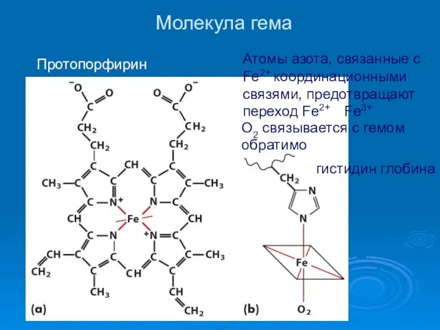 Молекула гема Атомы азота, связанные с Fe2+ координационными связями, предотвращают переход Fe2+