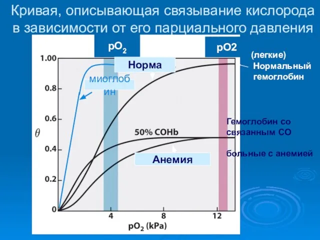 Кривая, описывающая связывание кислорода в зависимости от его парциального давления (ткани) (легкие)