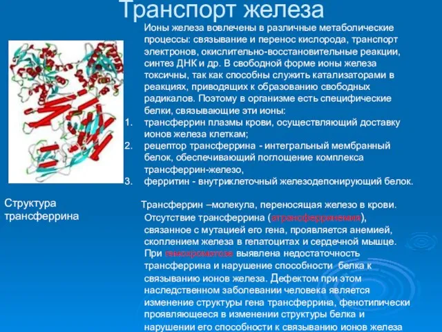 Транспорт железа Структура трансферрина Ионы железа вовлечены в различные метаболические процессы: связывание