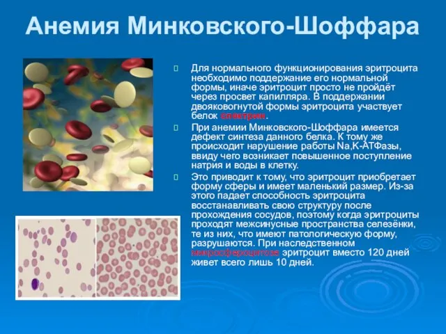 Анемия Минковского-Шоффара Для нормального функционирования эритроцита необходимо поддержание его нормальной формы, иначе