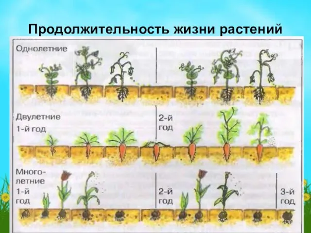 Продолжительность жизни растений