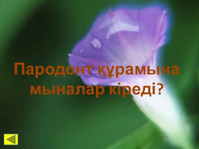 Пародонт құрамына мыналар кіреді?