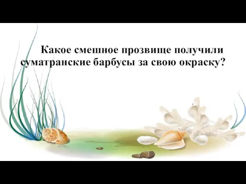 Какое смешное прозвище получили суматранские барбусы за свою окраску?