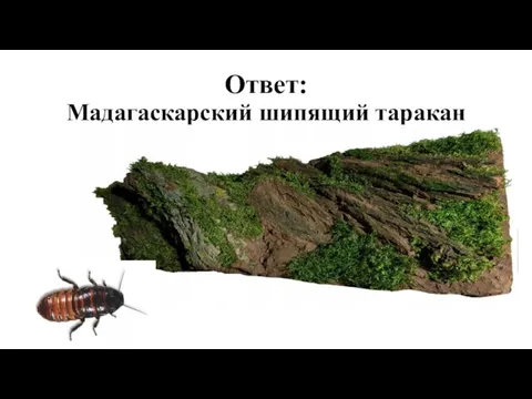 Ответ: Мадагаскарский шипящий таракан
