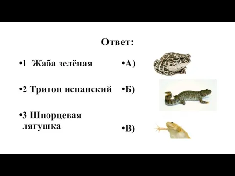 Ответ: 1 Жаба зелёная 2 Тритон испанский 3 Шпорцевая лягушка А) Б) В)