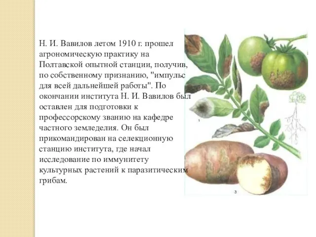 Н. И. Вавилов летом 1910 г. прошел агрономическую практику на Полтавской опытной