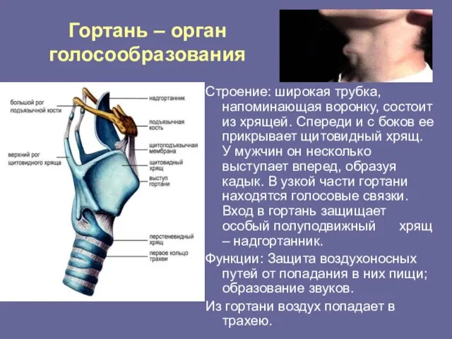 Гортань – орган голосообразования Строение: широкая трубка, напоминающая воронку, состоит из хрящей.