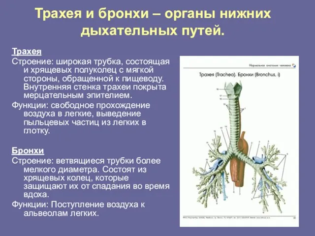 Трахея и бронхи – органы нижних дыхательных путей. Трахея Строение: широкая трубка,