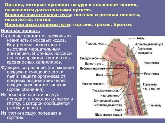 Органы, которые проводят воздух к альвеолам легких, называются дыхательными путями. Верхние дыхательные