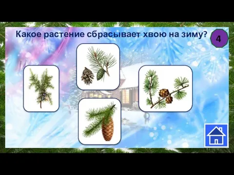 4 Какое растение сбрасывает хвою на зиму?