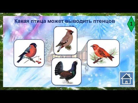 1 Какая птица может выводить птенцов зимой?