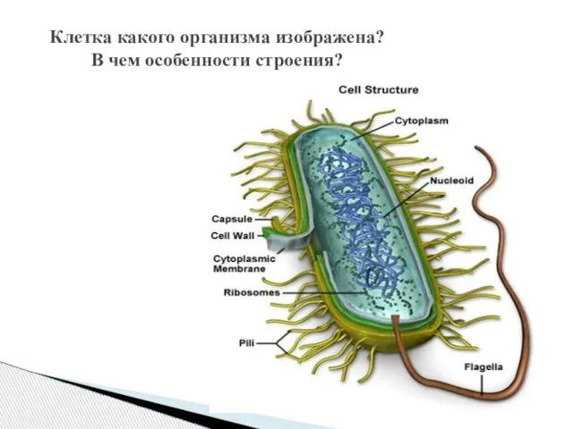 Клетка какого организма изображена? В чем особенности строения?