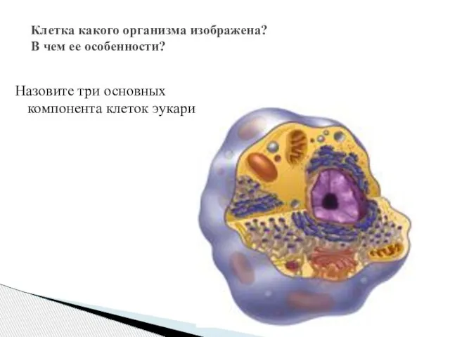 Клетка какого организма изображена? В чем ее особенности? Назовите три основных компонента клеток эукариот.