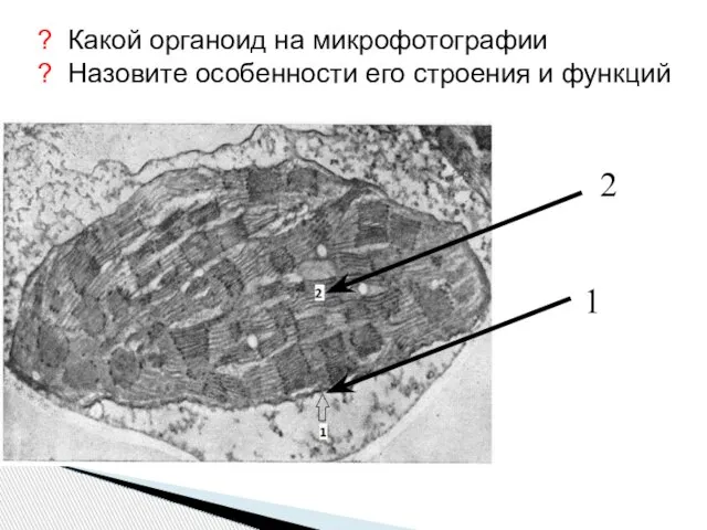 ? Какой органоид на микрофотографии ? Назовите особенности его строения и функций 1 2