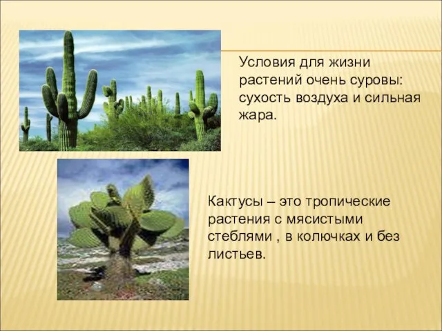Кактусы – это тропические растения с мясистыми стеблями , в колючках и