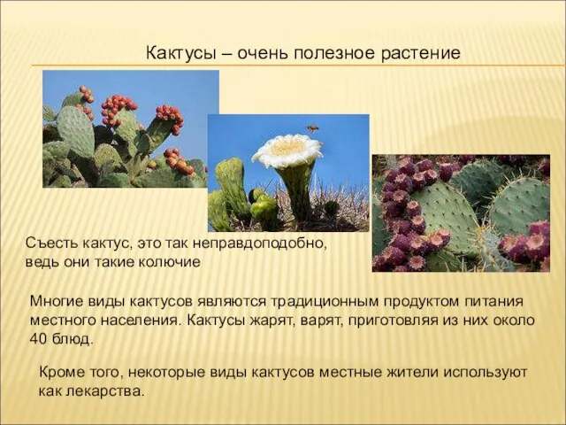 Кактусы – очень полезное растение Съесть кактус, это так неправдоподобно, ведь они