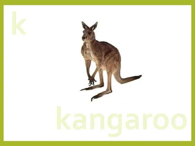 k kangaroo