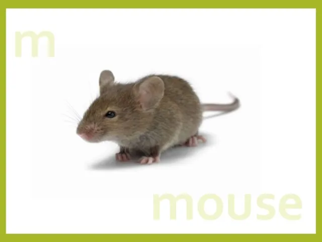 m mouse